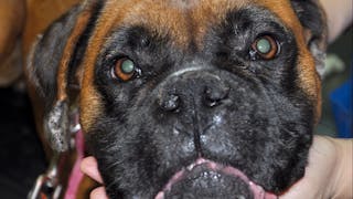 Cuadros clínicos dermatológicos en la leishmaniosis canina